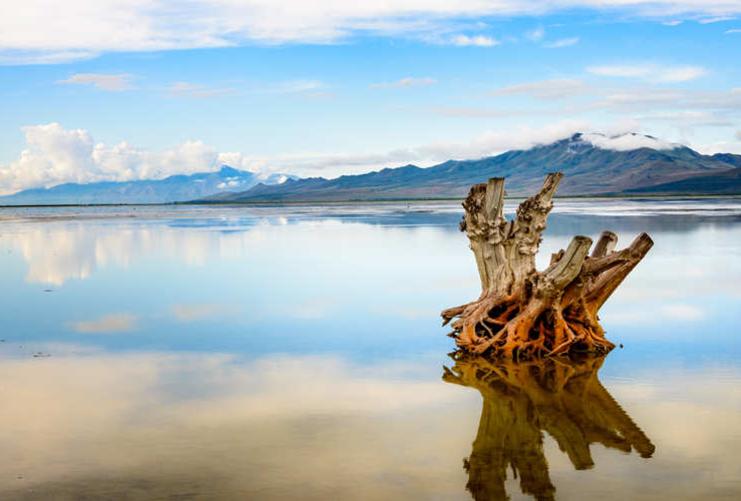 Old tree stump in the water of the Great Salt Lake