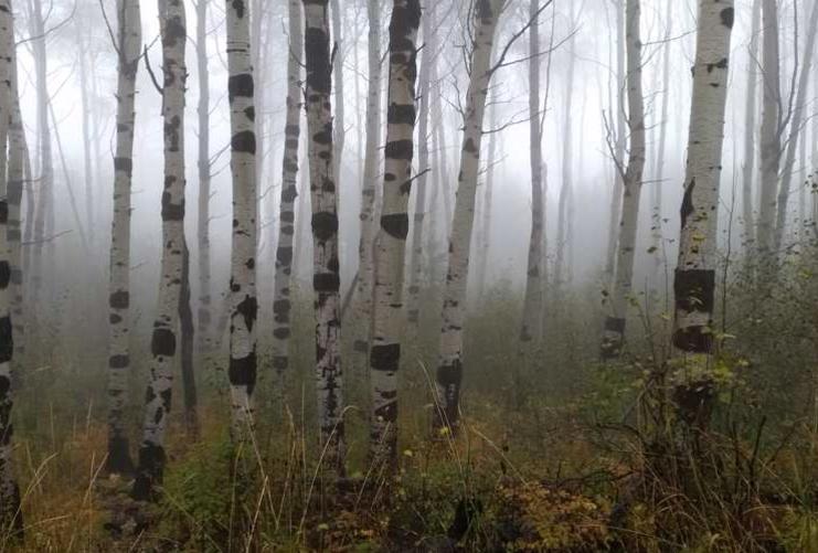 Grove of Aspen Trees in Morning Fog