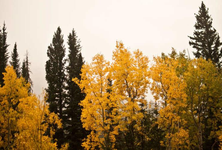 Yellow trees in Utah Mountains