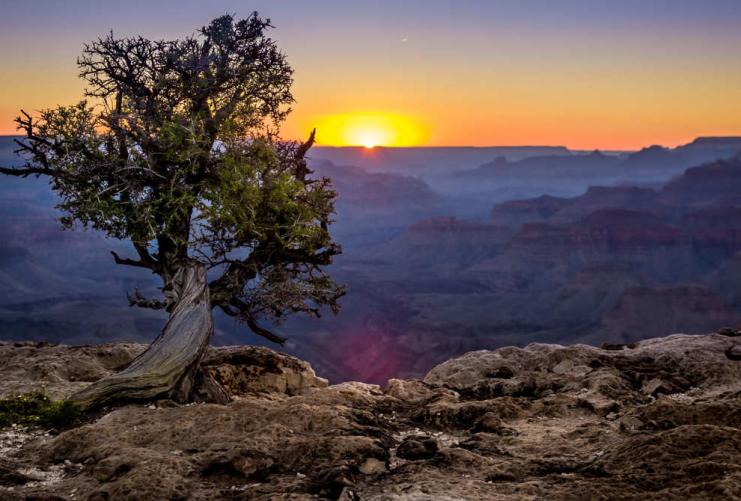 Pine tree on cliff in the desert