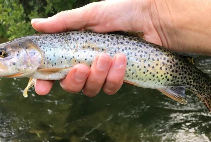 Close up of a trout in a fisherman's hand