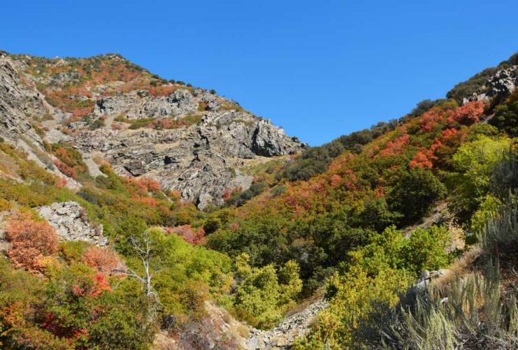 Fall leaves in canyon in Davis County Utah