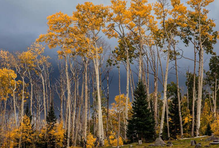 Yellow leaves on aspen trees near Boulder Mountain Utah