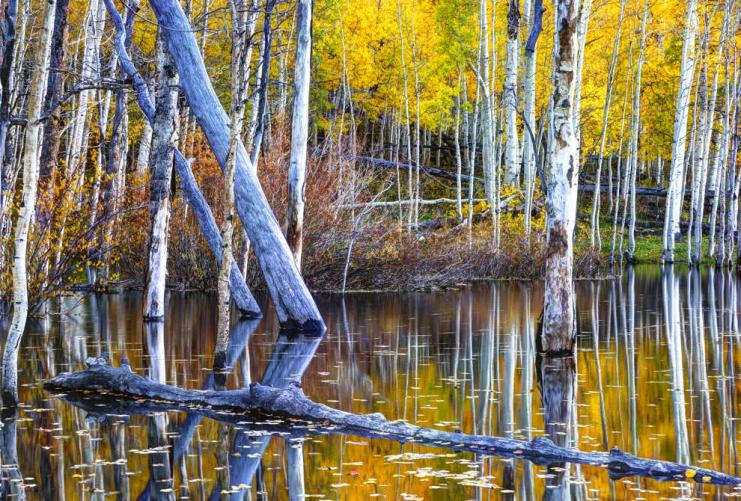 Aspen trees in a mountain pond