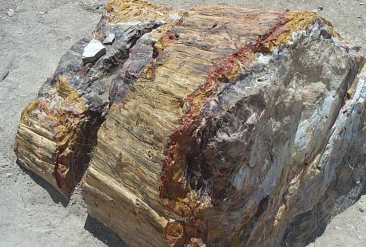 Large pieces of petrified wood in Escalante Petrified Forest State Park