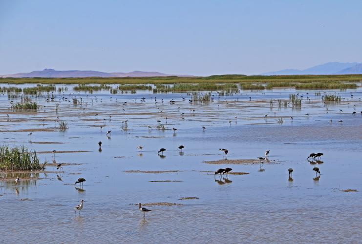 View of a variety of birds at the Bear River Migratory Bird Refuge