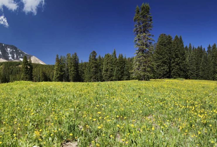 View of a meadow along Mt Peale Trail in Utah