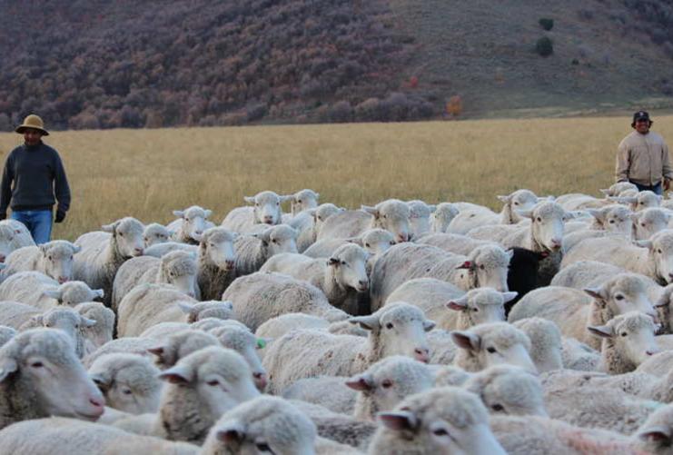 Shepherds with sheep in Utah