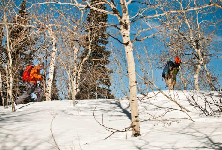 Hikers walking through Aspen trees in the snow