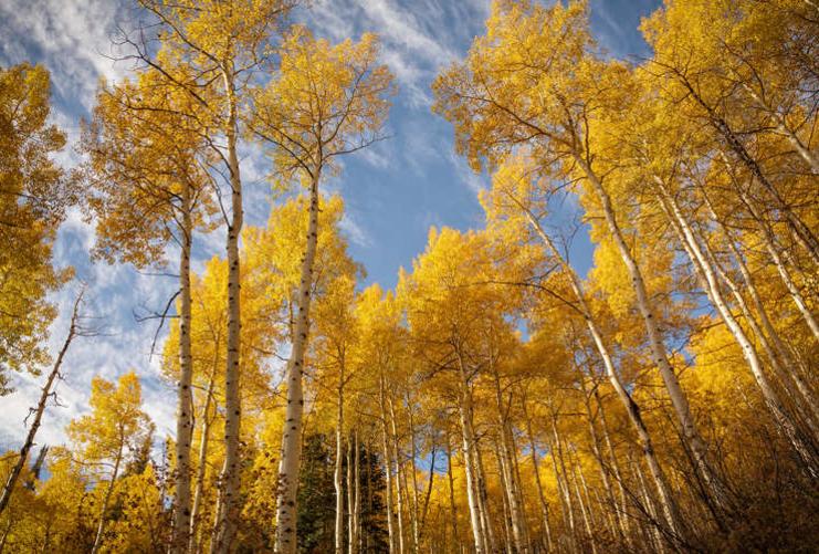 Yellow aspen trees near Salt Lake City Utah
