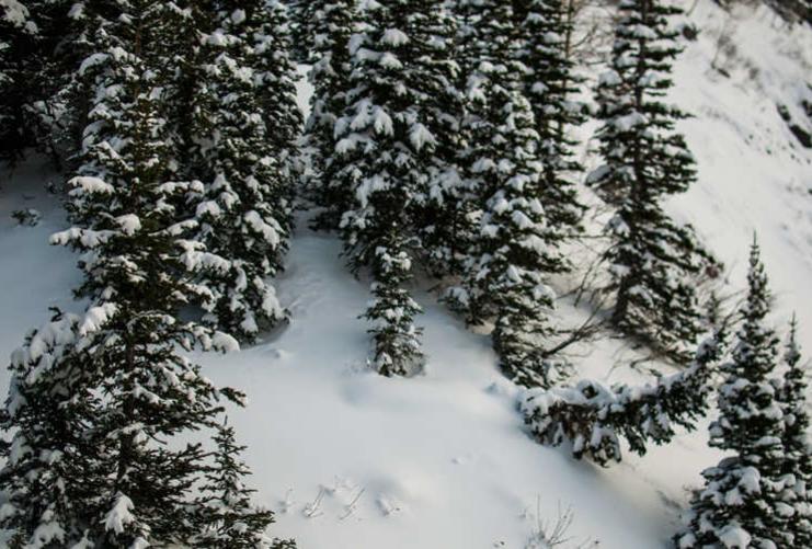 Snow pines at a Utah Ski Resort