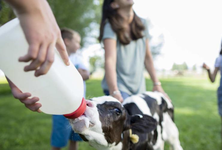 Black and White calf drinking from bottle at creamery in Heber Utah