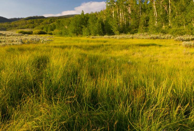 Strawberry Reservoir Marshland