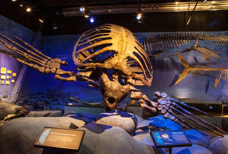 Dinosaur skeleton at Thanksgiving Point museum