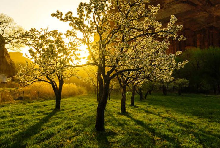View of Sunrise coming through blossoming trees in Fruita Utah near Capitol Reef National Park