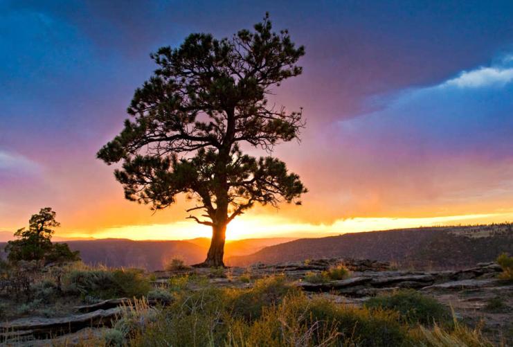 Pine tree with sunset behind it in Ashley National Forest Utah