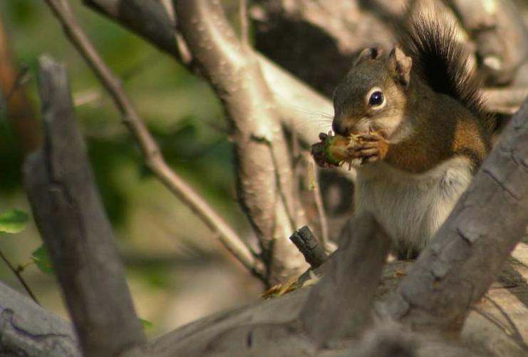 Small tree squirrel on a log