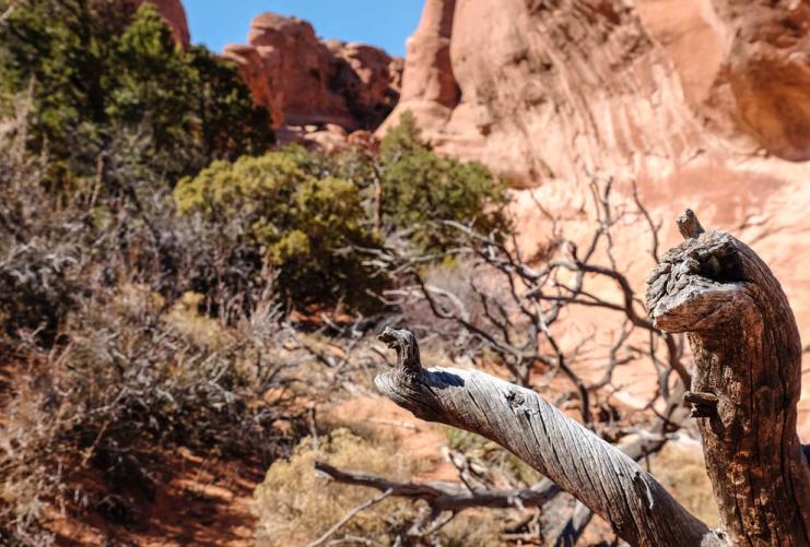 View in Arches National Park