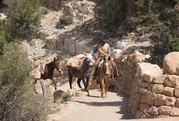 Grand Canyon Mule Ride