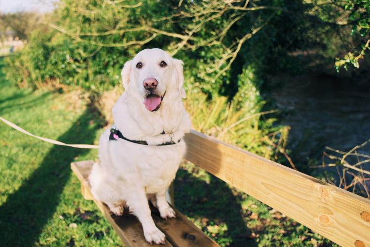 Dog Friendly Itinerary Derry~Londonderry - 02