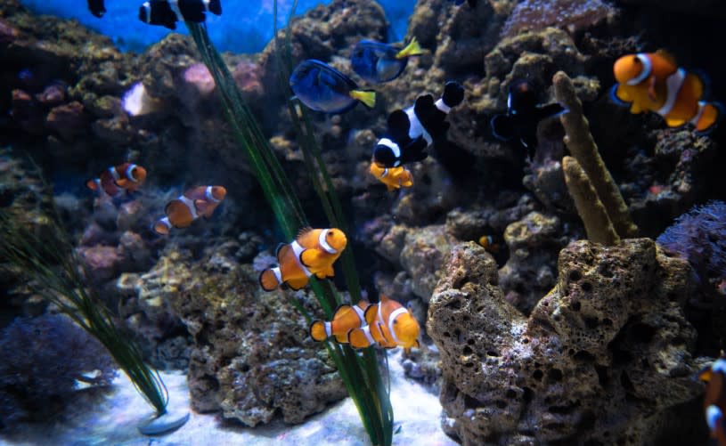 Clownfish in tank at Bristol Aquarium - credit Bristol Aquarium