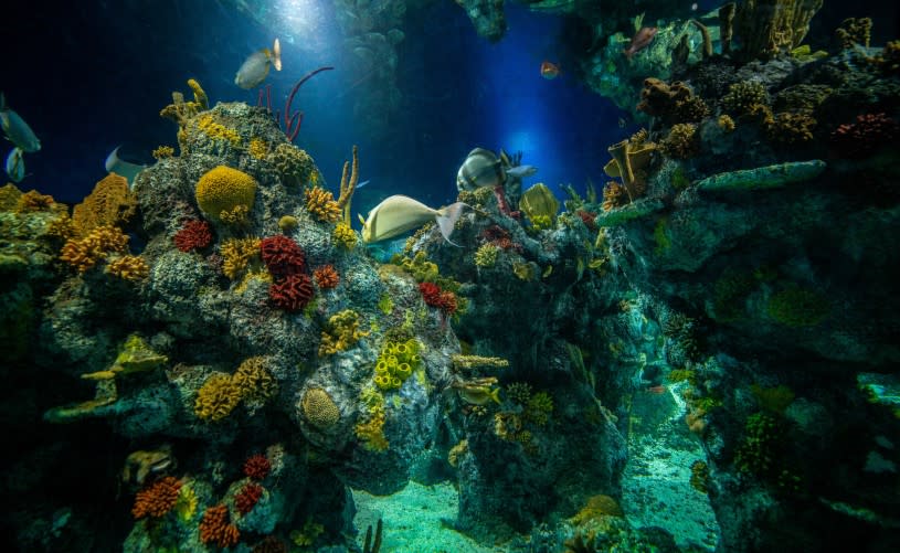 Coral in tank at Bristol Aquarium - credit Bristol Aquarium