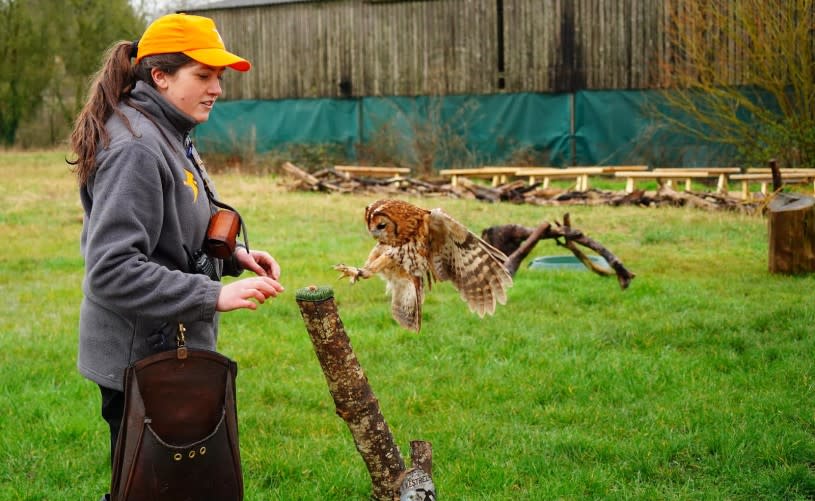 Owl flying to post with keeper at Bird of Prey Project - credit Bird of Prey Project