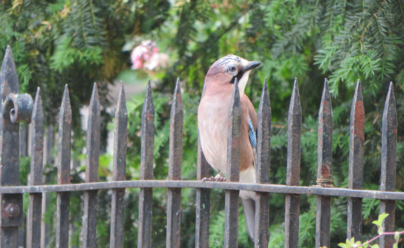 A jay sat on an iron fence - Credit Michael Wilberforce