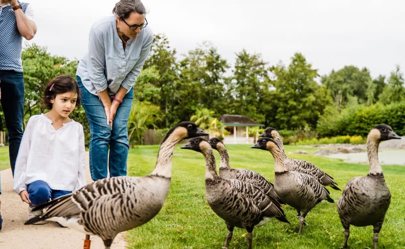 Visitors with nene geese at WWT Slimbridge Wetland Centre - Credit WWT and Clem Stevens