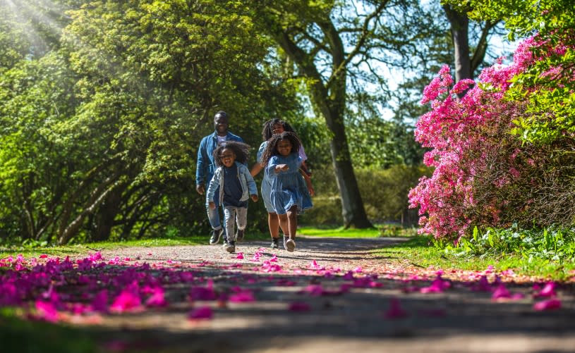 Magnolia in bloom
