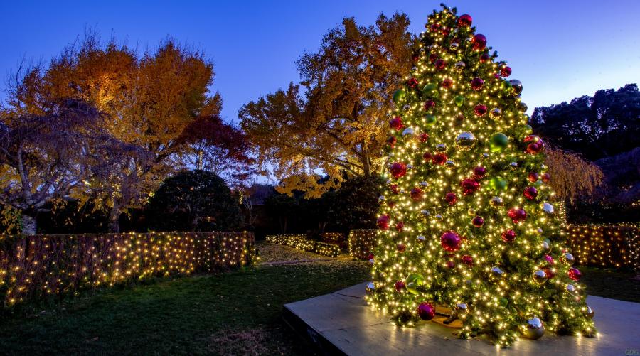 Christmas trees at Holidays at Filoli outdoor garden