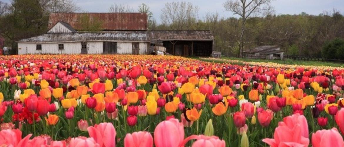Peak bloom Millions of tulips ready for picking in Northern Virginia