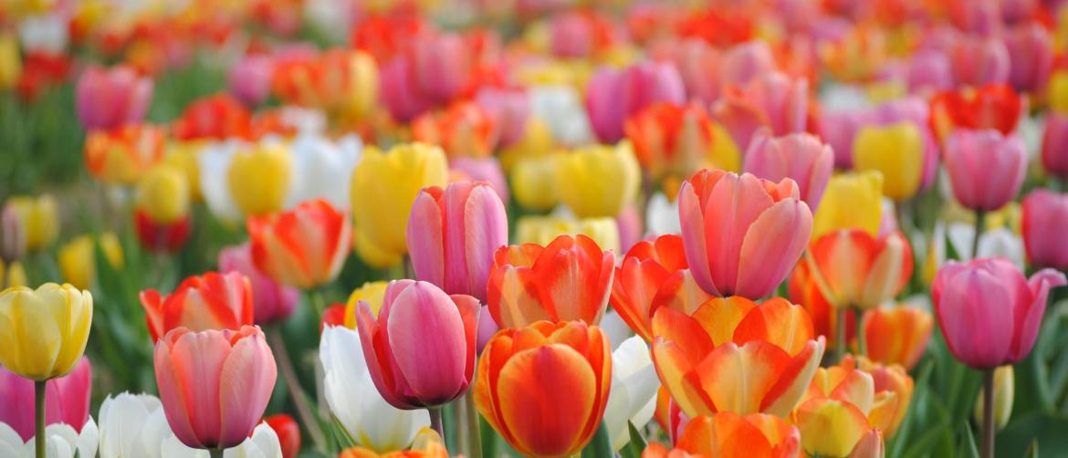 2021 Guide to the Festival of Spring (Tulip Festival) in Northern ...