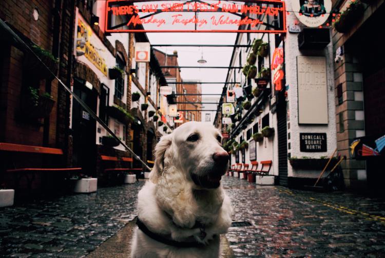 Golden retriever on a lead in Belfast’s Cathedral Quarter, with wet cobblestones and neon signs overhead