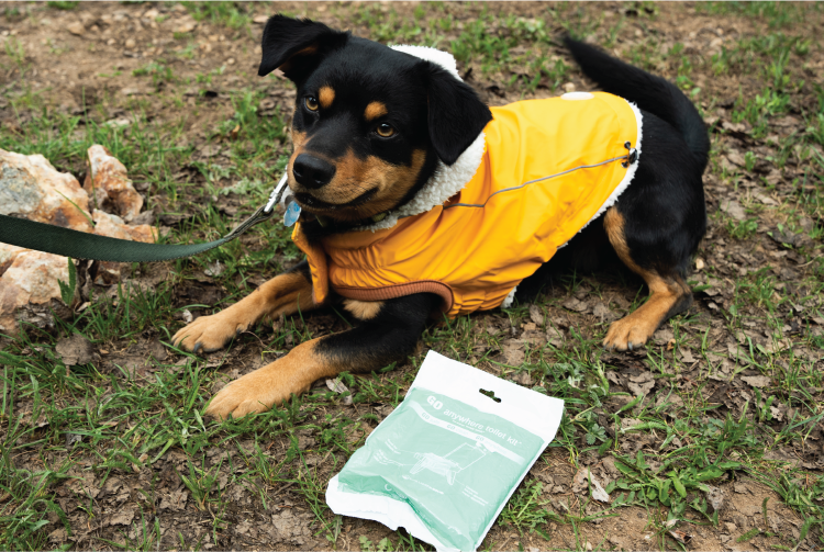 A dog lays down next to a wag bag portable outdoor restroom