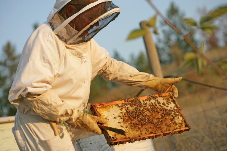 The art of honey bees
