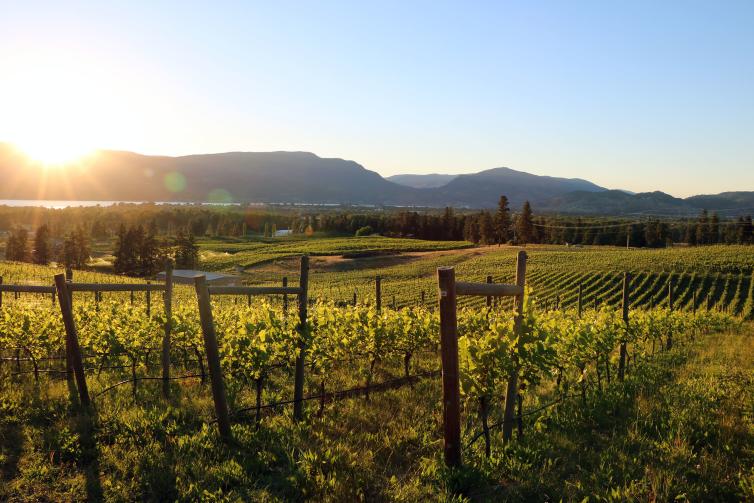 Tantalus Vineyards