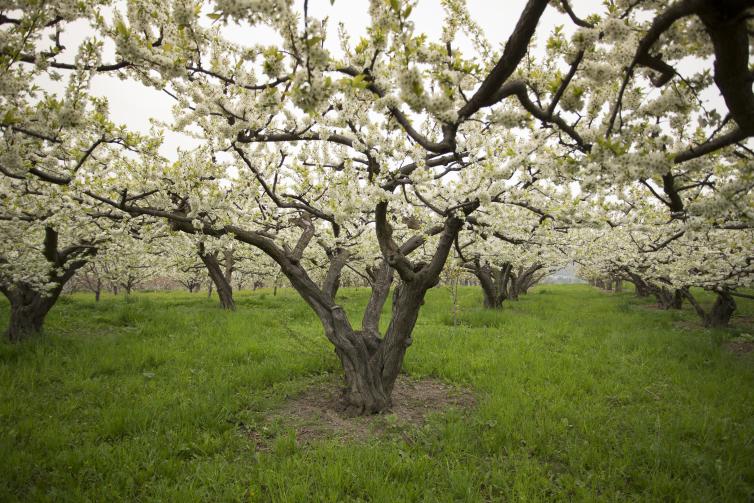 Paynter's in Bloom