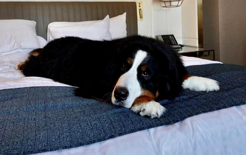 Hunter the dog on Bed at Dog Friendly Hotel