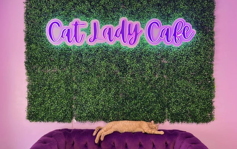 The Cat Lady Cafe
