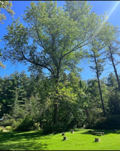 Pine Hollow Arboretum Green Ash Tree