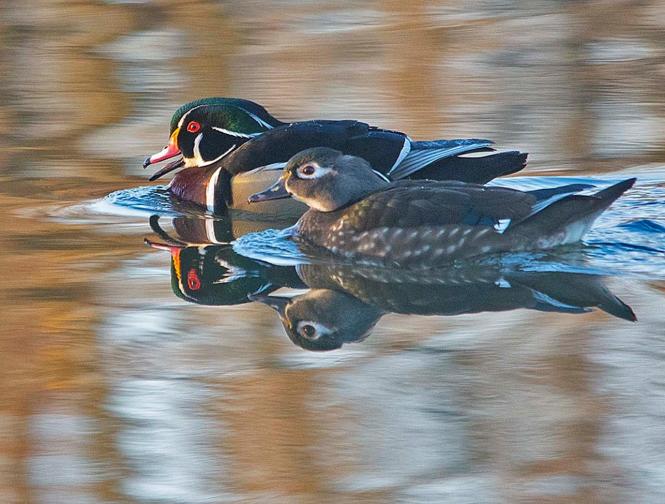 One of 2 mating pair of Wood Duck at Quiet Waters.