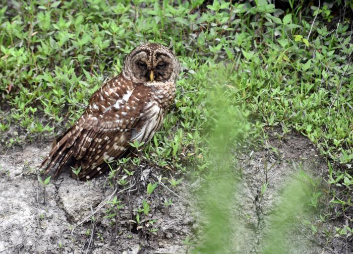 An Owl On The Outer Banks Of NC