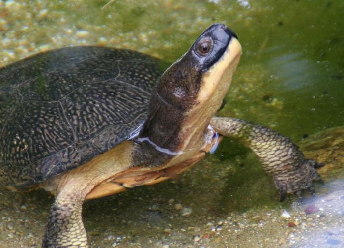 Turtle