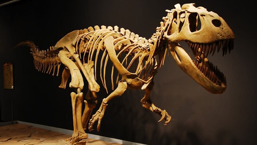 dinosaur