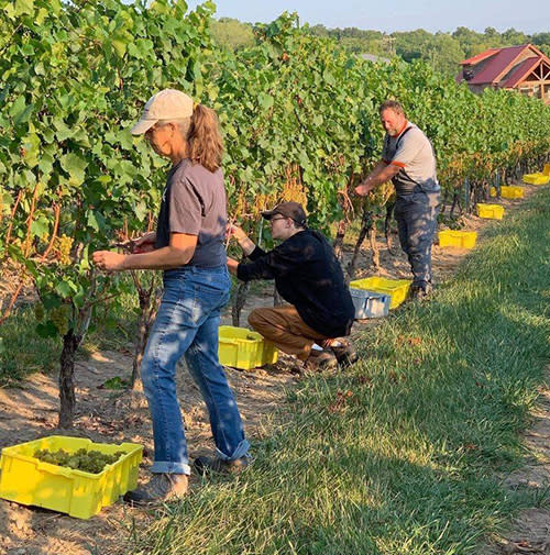 3 people picking grapes