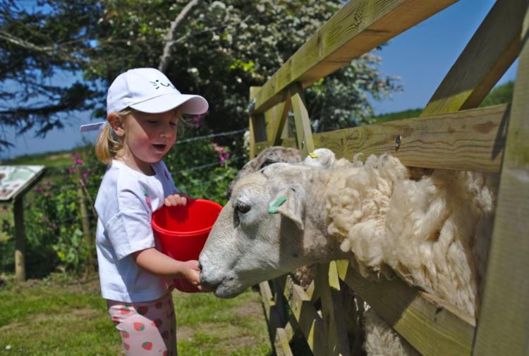 child feeding a sheep