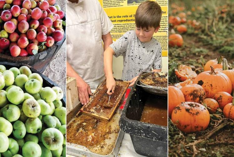 A collage of autumnal events at Quince honey farm, including apple picking, pumpkin picking and harvesting honey