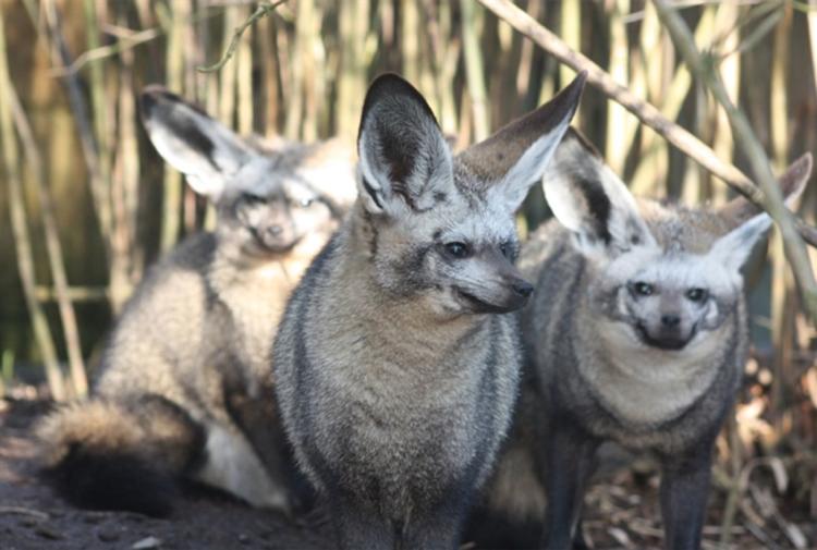 How to spend half term in North Devon | Exmoor Zoo