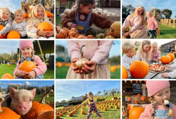 A collage of autumnal pictures from Pennywell Farm, with children picking pumpkins and playing with mini pigs